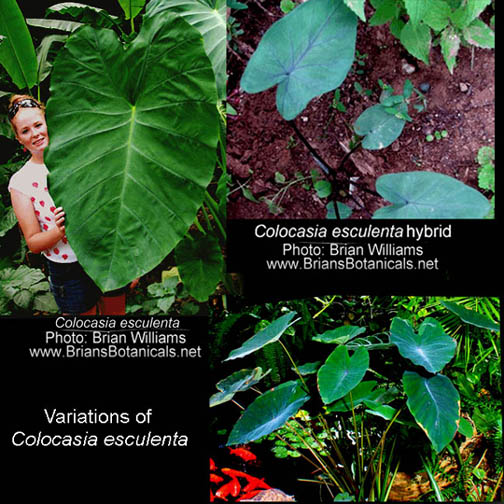 tropical-rainforest-plants-biological-science-picture-directory